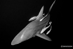 Oceanic blacktip with pilot fish by Spencer Burrows 